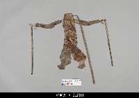 藏品(中國湖北皮影戲偶身)的圖片